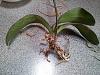 Mounting a Rescued Phalaenopsis Orchid-2013-07-15-phal-roots-2-jpg