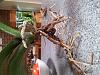 Mounting a Rescued Phalaenopsis Orchid-2013-07-15-phal-roots-1-jpg