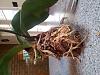 Mounting a Rescued Phalaenopsis Orchid-2013-07-15-mounted-phal-2-jpg