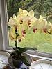 Keikis, roots or new stems?-orchids-017-jpg