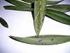 Spreading black spots oncidium leaves-dscn3496-jpg