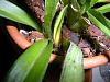 Spreading black spots oncidium leaves-dscn3477-jpg