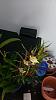 My spoils from the orchid show!-wp_20130718_001-jpg