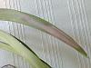 Vanda Leaves going brown - any thoughts?-image-1-jpg