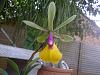 Phal in water culture..-img-20130114-00036-jpg