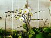 Phal Contest: one with the mostest (flowers)?-image-jpg