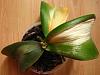 Phal Orchid suffering from sunstroke-orchid-3-jpg