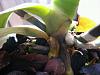 Phal Orchid suffering from sunstroke-orchid-4-jpg