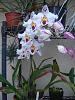 Odontoglossum Frechdachs blooming again-dsc07392-jpg