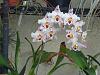 Odontoglossum Frechdachs blooming again-dsc07459-jpg