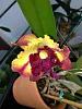 Cattleya flowers do not fully open-imageuploadedbytapatalk1375358957-057608-jpg