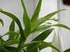 Dendrobium spiking season is here!-dscn6089-jpg
