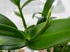 Dendrobium spiking season is here!-dscn6095-jpg