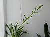 Dendrobium spiking season is here!-dscn6100-jpg