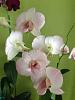 Cattleya flowers do not fully open-imageuploadedbytapatalk1375384809-556607-jpg