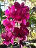 Cattleya flowers do not fully open-imageuploadedbytapatalk1375384865-757571-jpg