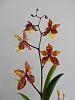 Odontocidium Sunglight 'NN'-dscn6107-jpg