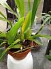 noid oncidium/odontoglossum spike-imageuploadedbytapatalk1375548720-645863-jpg