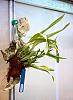 Me - the oncidium killer-2013-08-11-15-56-08-jpg