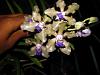 V. Tessellata in flower w/ second spike to come-img_0388-copy-jpg