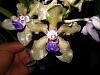 V. Tessellata in flower w/ second spike to come-img_0391-copy-jpg