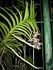 V. Tessellata in flower w/ second spike to come-img_0393-copy-jpg