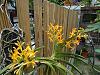 My blooming orchids~-neo_img_dsc07995-jpg