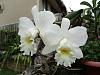 My blooming orchids~-neo_img_dsc07986-jpg