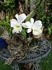 My blooming orchids~-neo_img_dsc07998-jpg