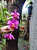 My blooming orchids~-neo_img_dsc07999-jpg