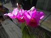 My blooming orchids~-neo_img_dsc08006-jpg