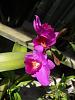 My blooming orchids~-neo_img_dsc08005-jpg