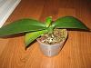Orchid stopped growing, leaves drooping, roots drying-june-aging-leaf-leaves-jpg