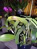 My blooming orchids~-neo_img_dsc08012-jpg