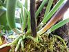 Brassavola nodosa in big trouble?-007-jpg