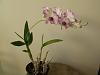 Den.Enobi Purple &quot;Splash&quot;-orchids-152-jpg
