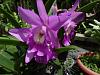 My blooming orchids~-neo_img_dsc08014-jpg