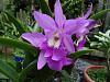 My blooming orchids~-neo_img_dsc08015-jpg