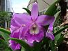 My blooming orchids~-neo_img_dsc08016-jpg