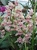 Is my Cymbidium &quot;flirtation&quot;?-imageuploadedbytapatalk1377543572-093492-jpg