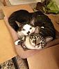 My kitties &amp; doggy-photo-5-jpg