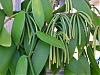 What do I do with all these vanilla beans???-vanilla-pods-ready-picking-jpg