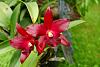 My blooming orchids~-neo_img_dsc04522-jpg