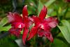 My blooming orchids~-neo_img_dsc04526-jpg