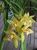 help help may day! cymbidium in need-imageuploadedbytapatalk1378152895-414716-jpg