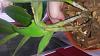 epidendrum stanforme-20130907_171951-jpg