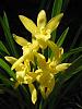 Unknown Cymbidium-imageuploadedbytapatalk1378741526-135695-jpg