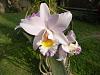 My blooming orchids~-neo_img_dsc08036-jpg