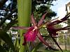 My blooming orchids~-neo_img_dsc08038-jpg