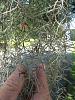 Phalaenopsis received- do I need to repot?-imageuploadedbytapatalk1378947356-728115-jpg